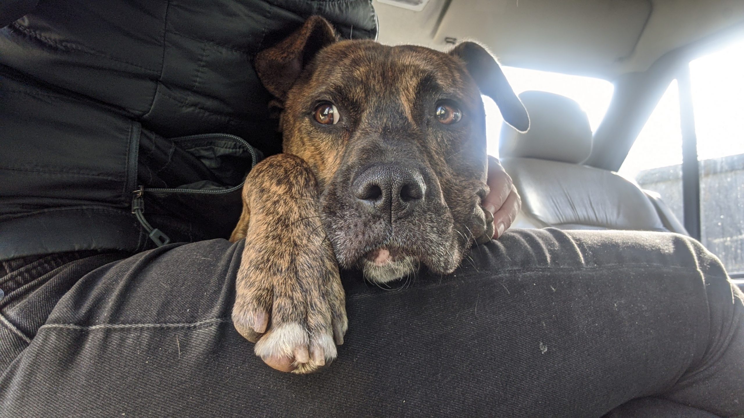 What it's really like to adopt a rescue dog